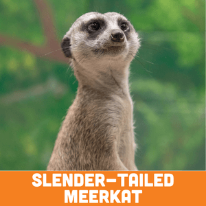 slender tailed meerkat