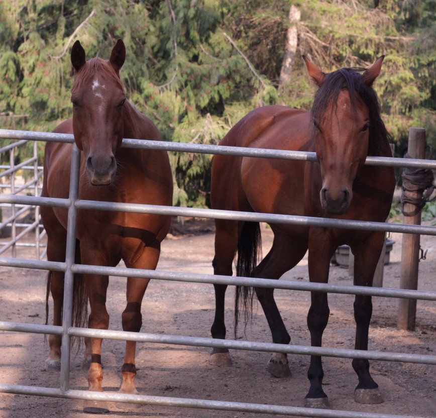 868px x 832px - Horses, Dogs, Cats, Chickens, Goats Healing Together In Sanctuary.