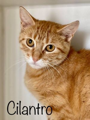 CILANTRO