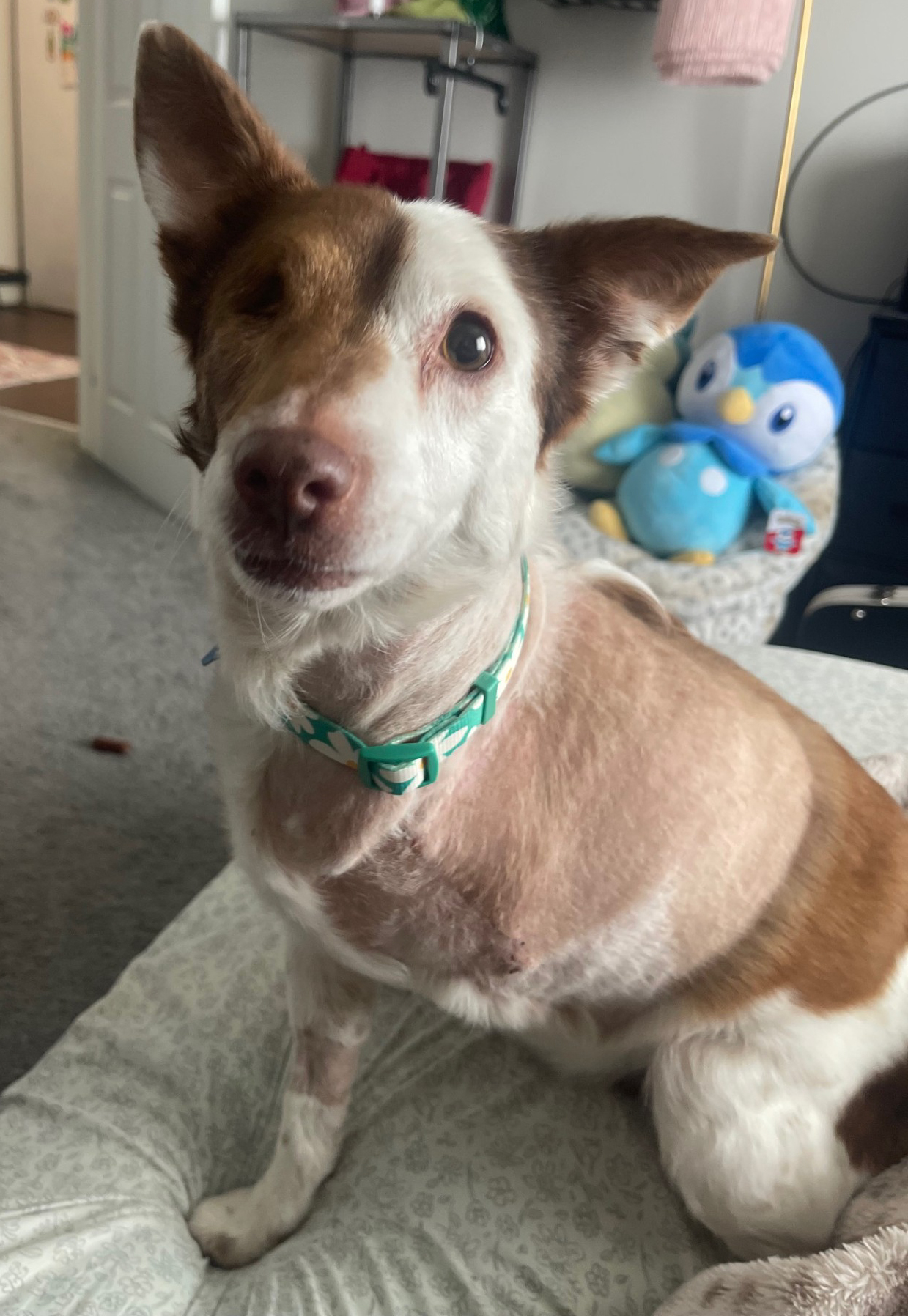 Mimi