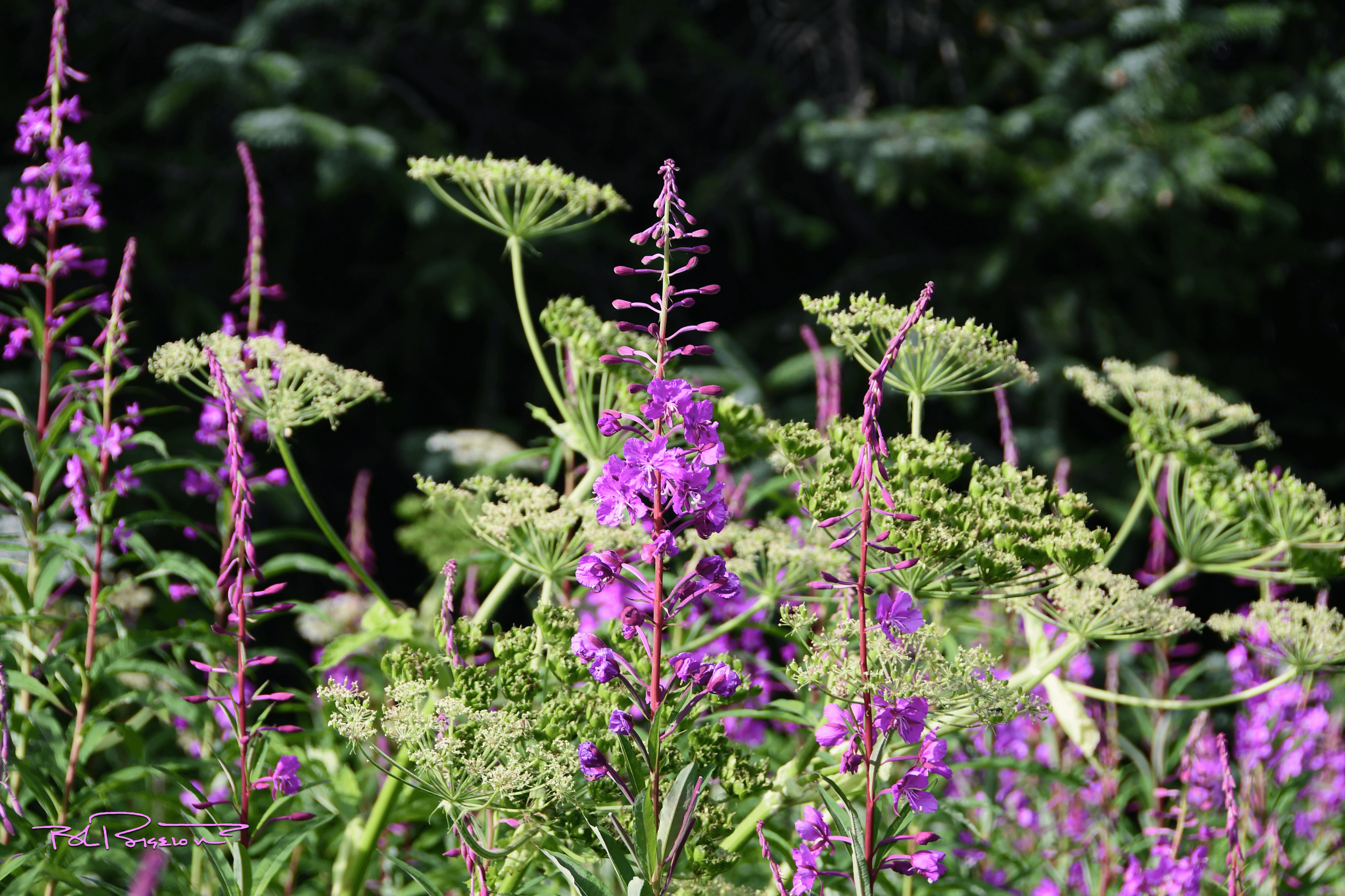 Fireweed