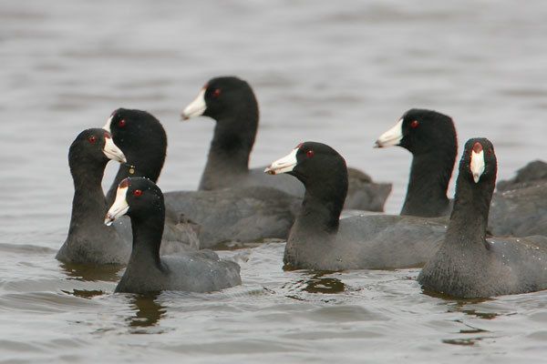 American Coots