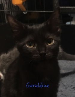 Geraldine 11319