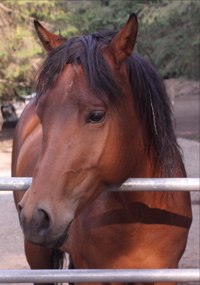 Animal Ves Girl Hard Xxx 3gp - Horses, Dogs, Cats, Chickens, Goats Healing Together In Sanctuary.