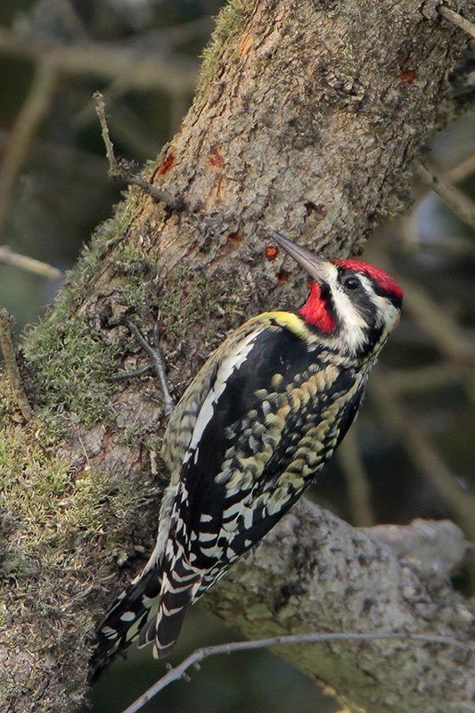 Yellow-bellied Sapsucker