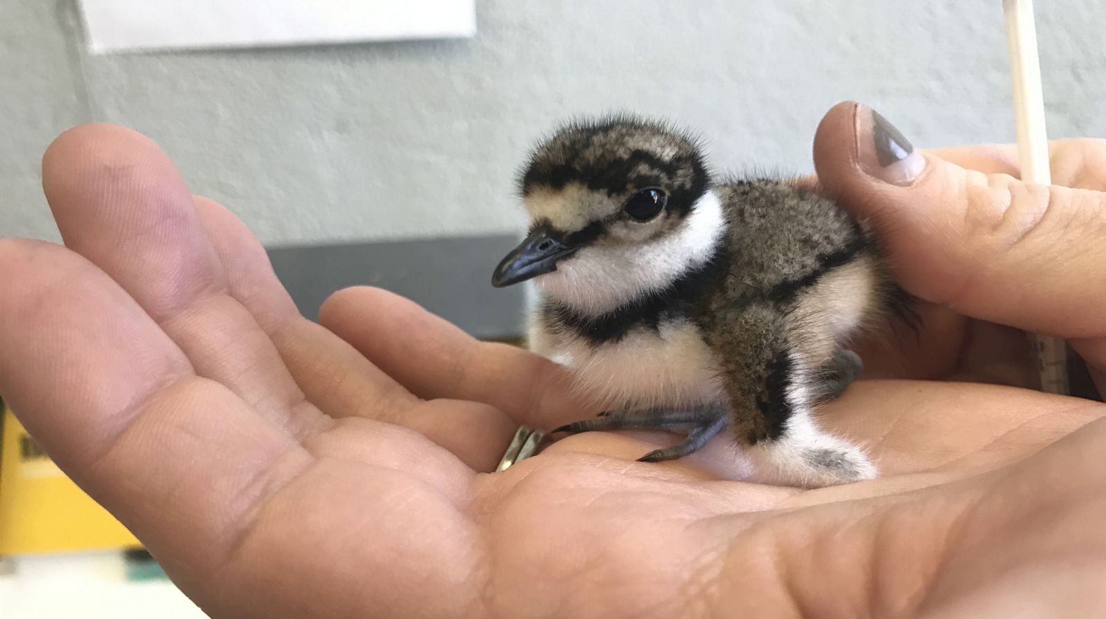 Wildlife Rescue, Rehabilitation & Education in Nebraska