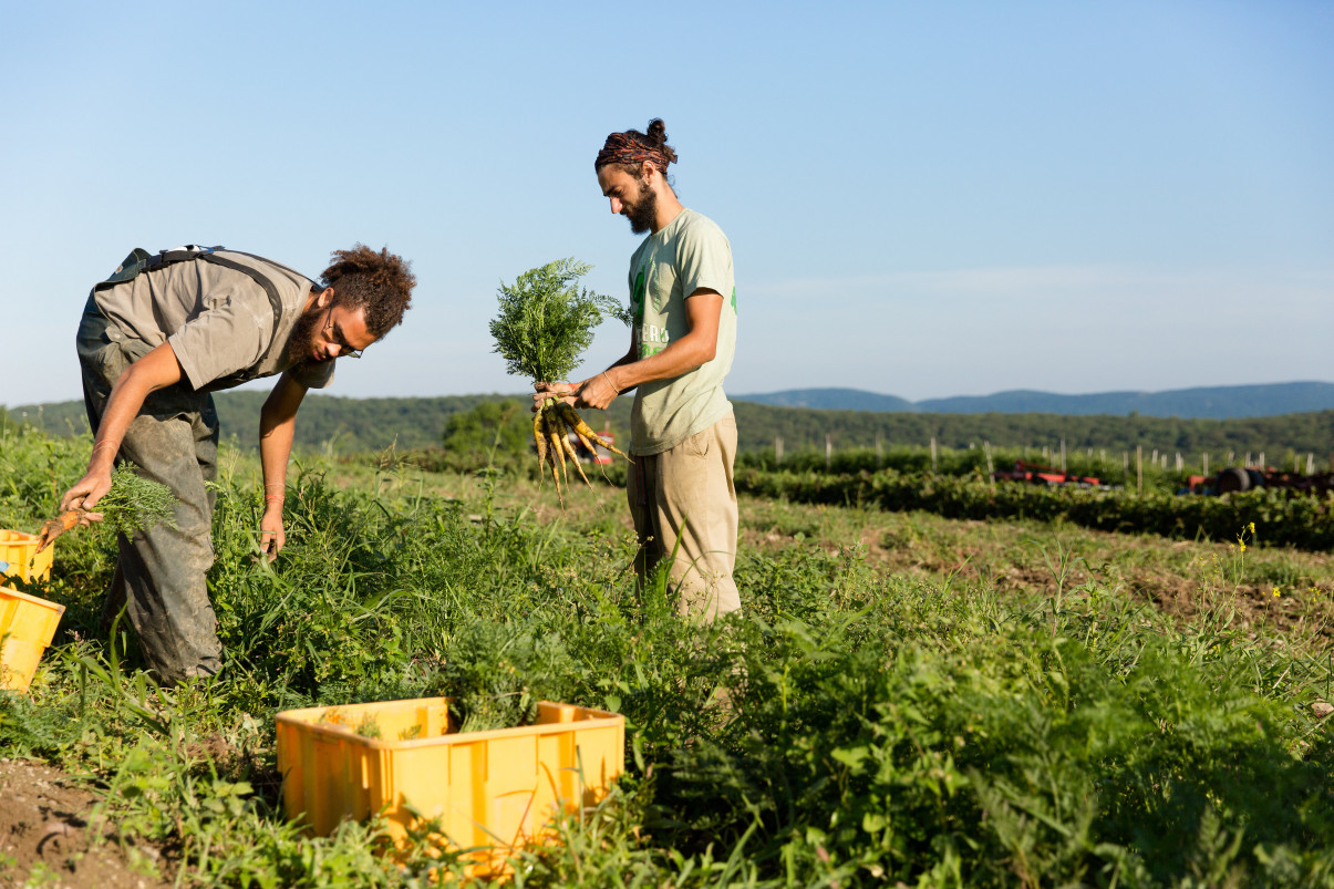 Hudson Valley Farmer Training Collaborative