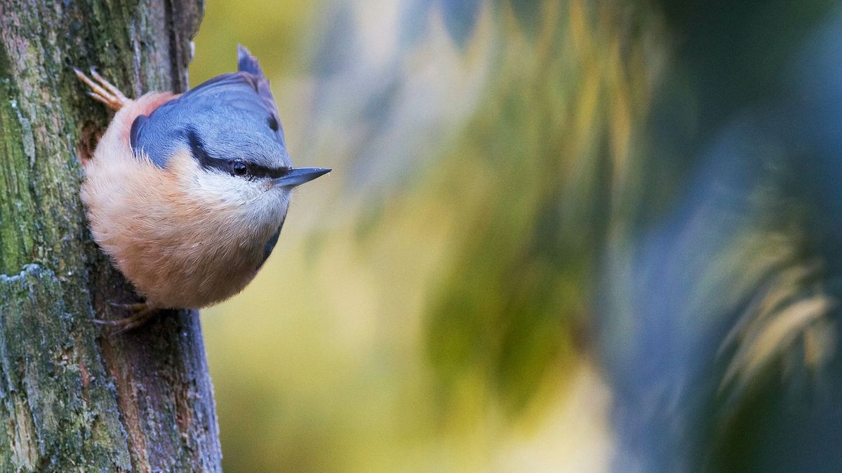 Leavenworth Spring Bird Fest Wenatchee River Institute