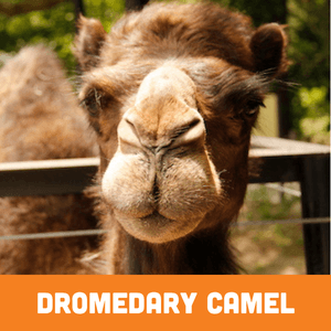 Dromedary camel