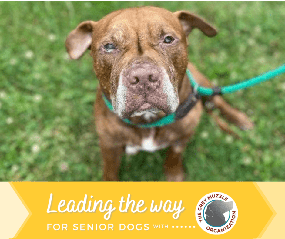 Senior Dogs at the York County SPCA Fetch Grant