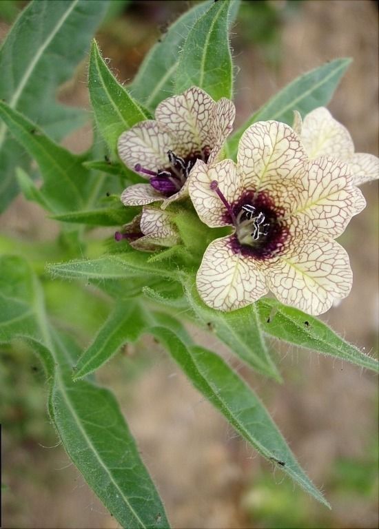 Be on the lookout for these invasive species in and around Missoula County