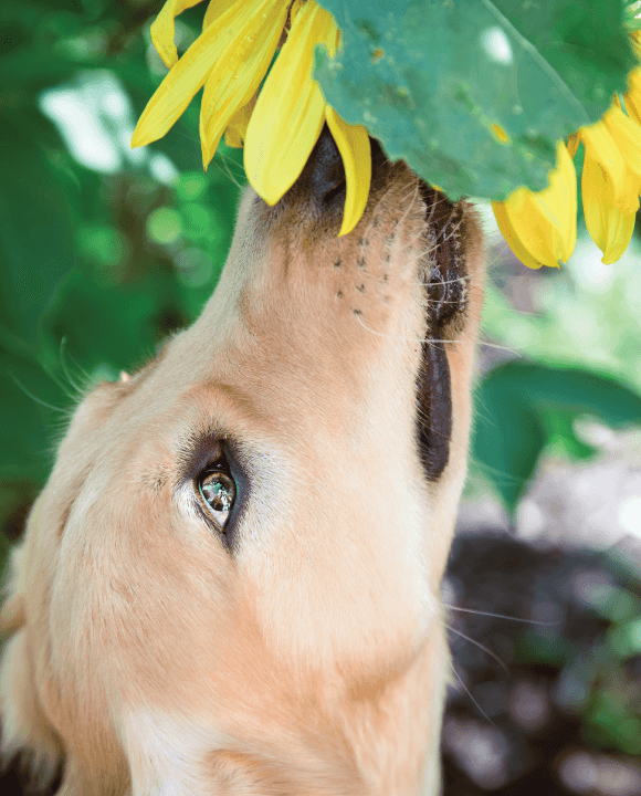 6 Springtime Tips to Keep Your Dog Safe