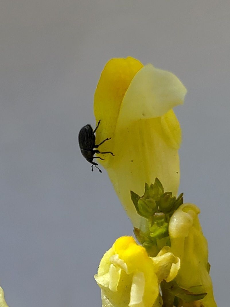 Classical biological control for Dalmatian toadflax