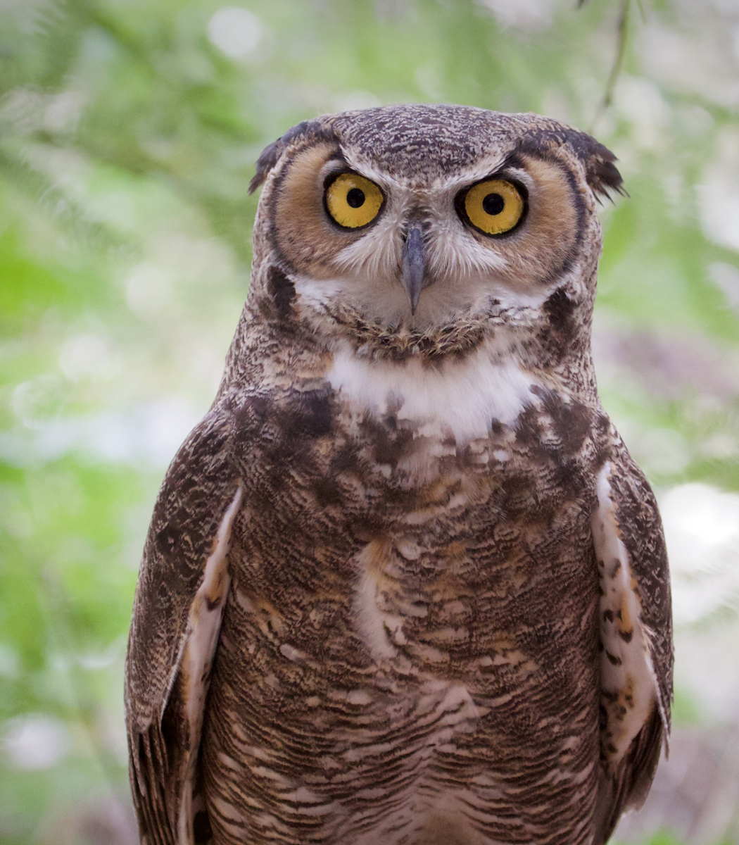 Moccasin Great Horned Owl