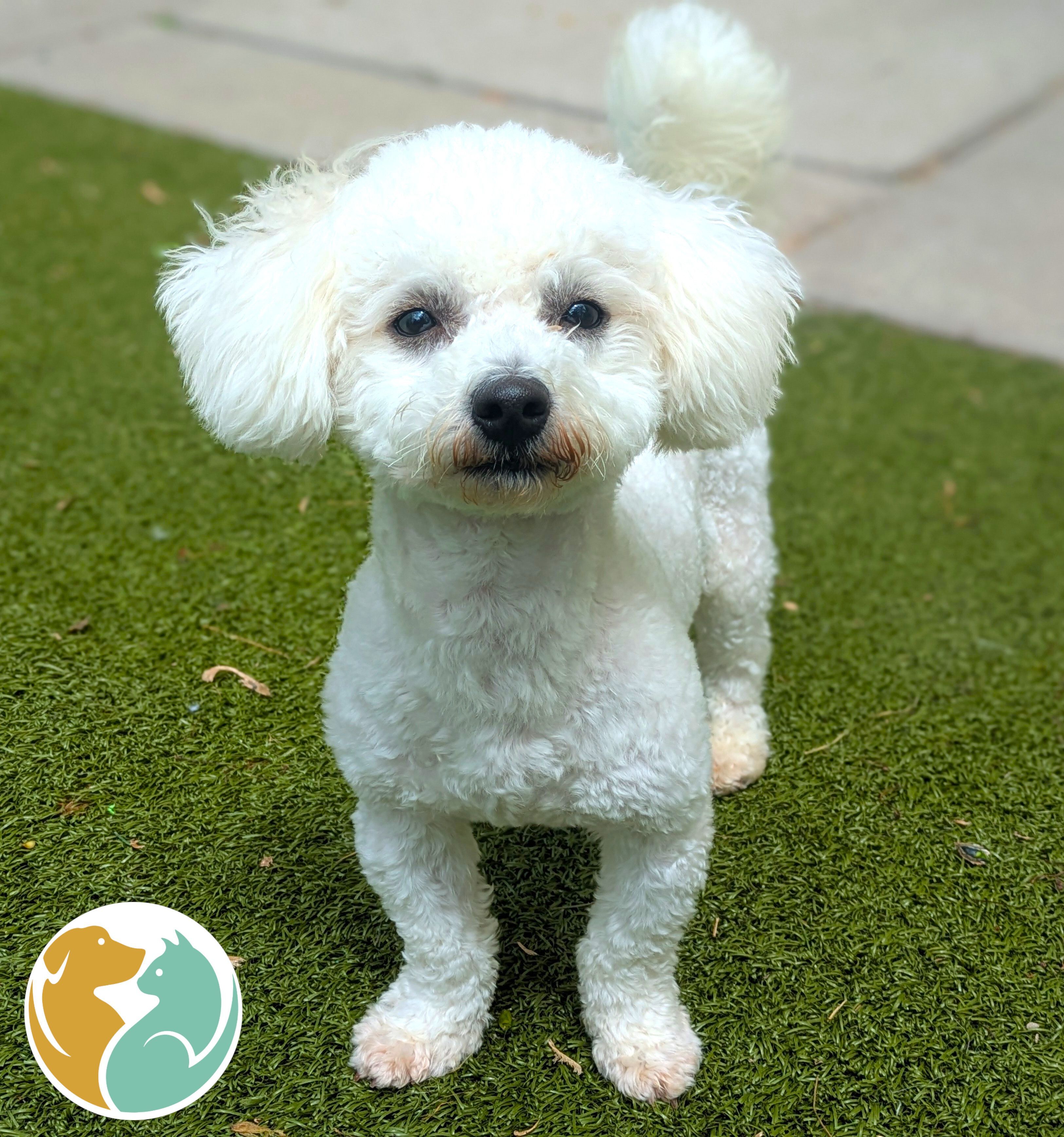 ROCKY - Adopted 5/25!