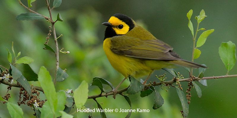 Hooded Warbler