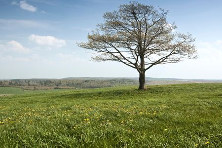 Tree in Field