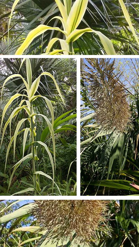 Variegated Giant Reed
