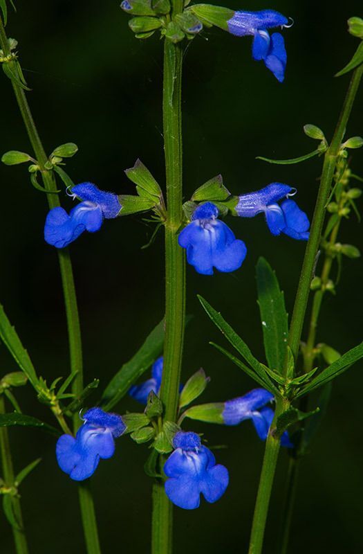 Blue Sage
