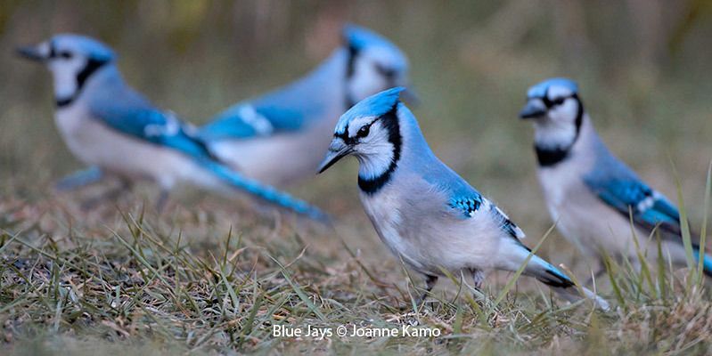 Blue Jay