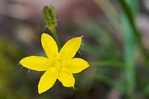 Yellow Stargrass
