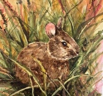 February 10, Marsh Rabbit