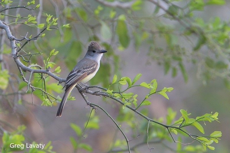 Dusky-capped Flycatcher