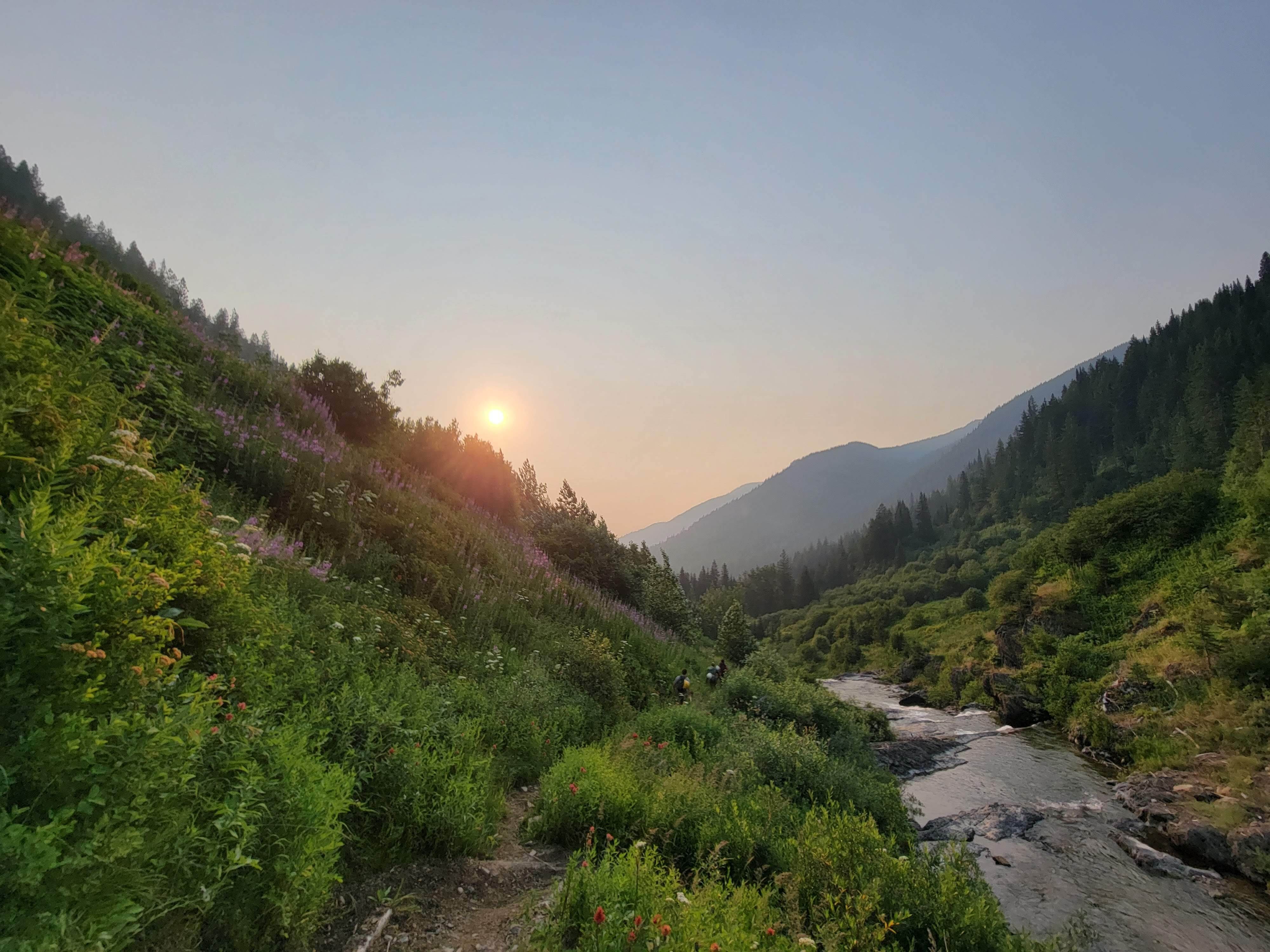 A view down a valley with a creek running through it and wildflowers on the hillside.