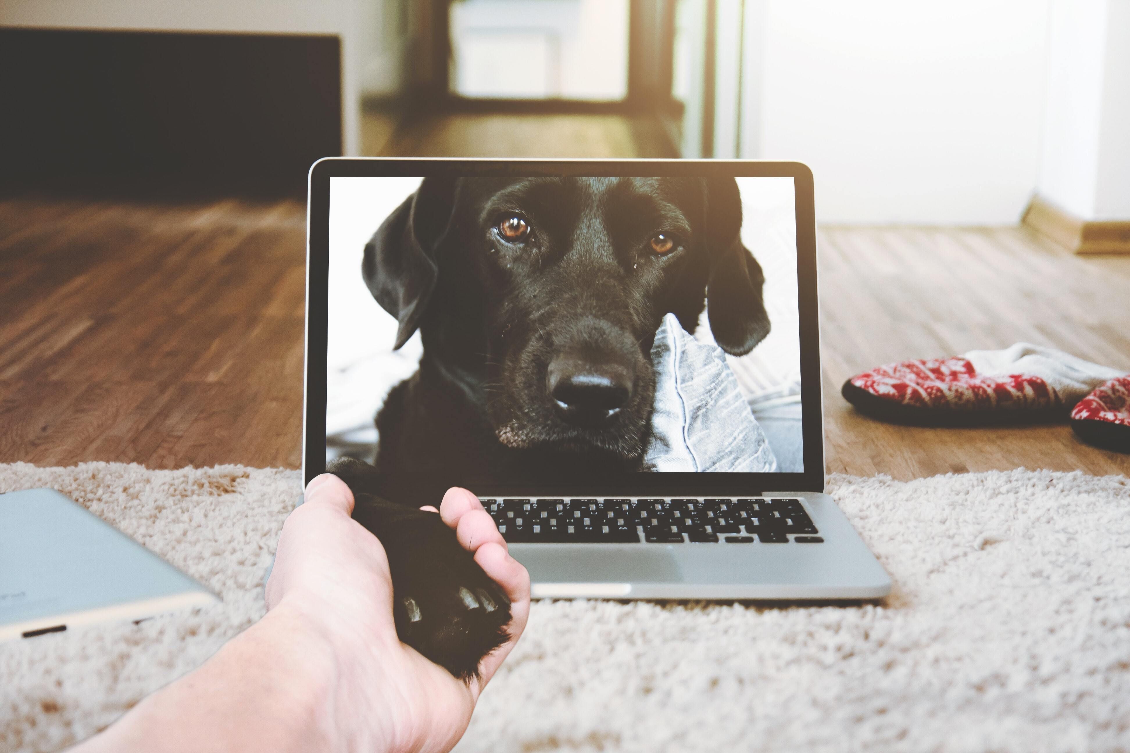 How Your Dog Can Benefit From Technology