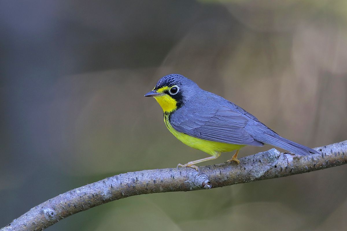 Canada Warbler (male)