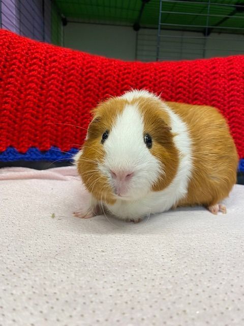 Featured Small: Pudge