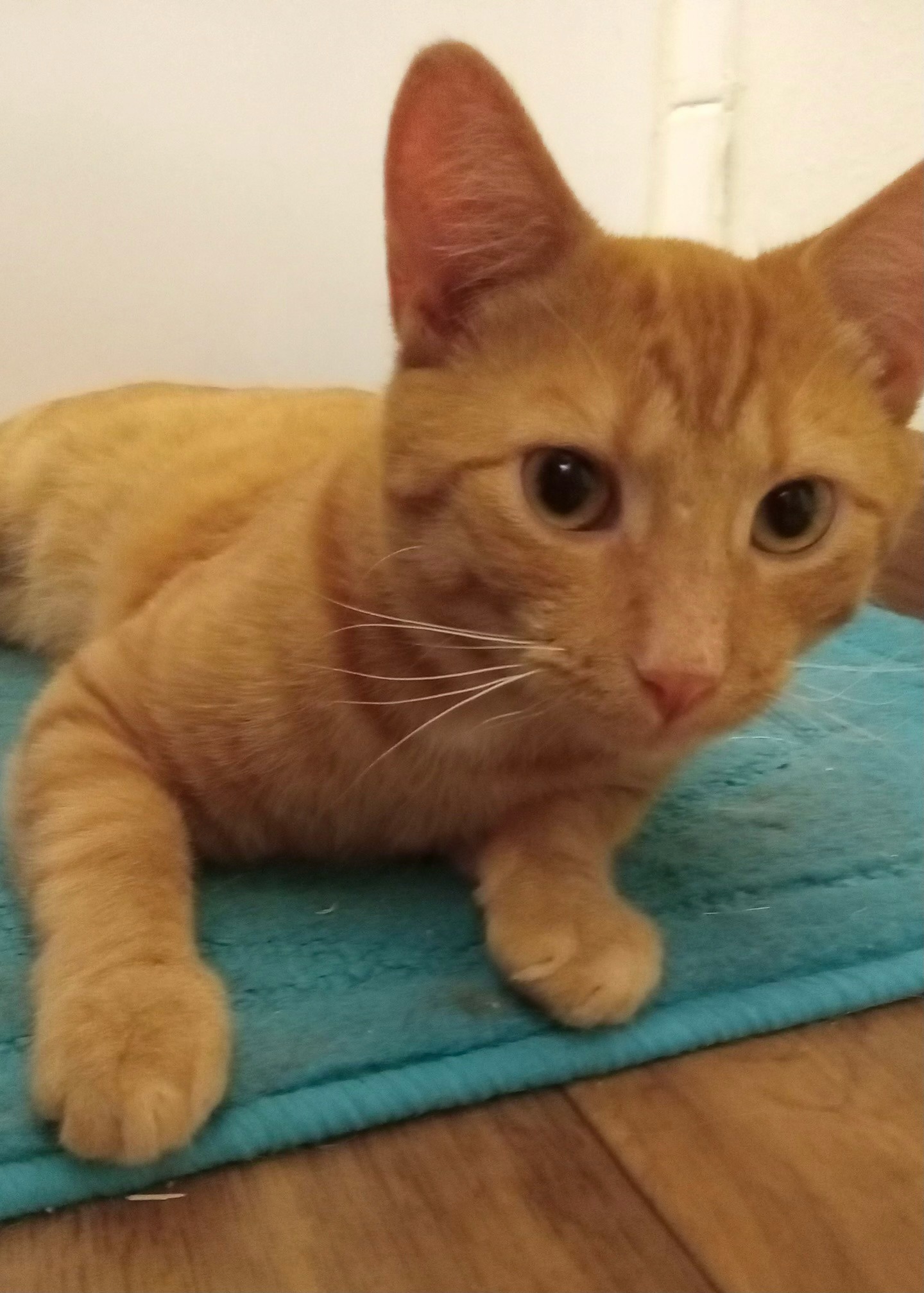 Garfield - Adoption Pending