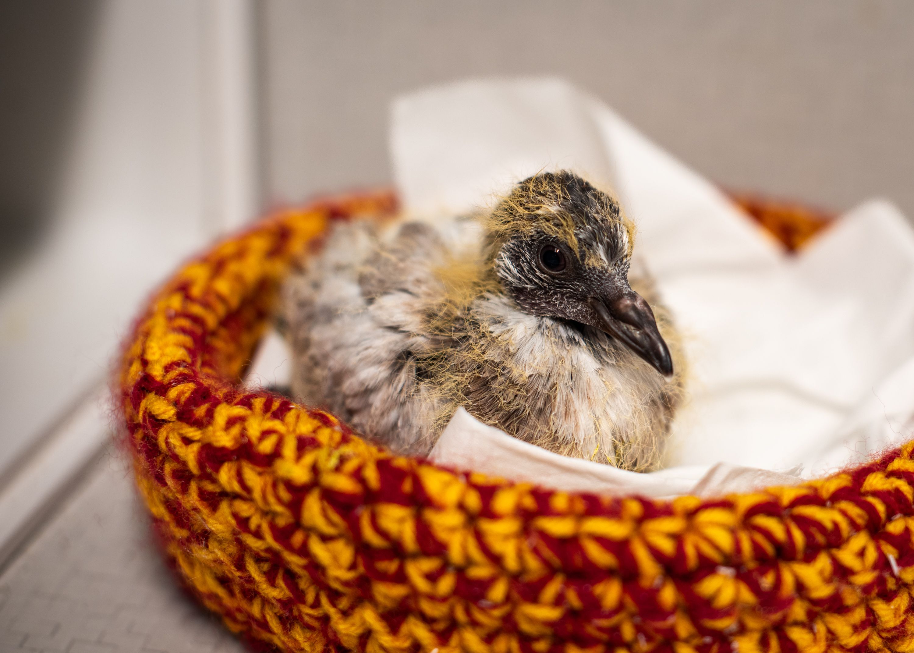 baby pigeon nebraska wildlife rehab