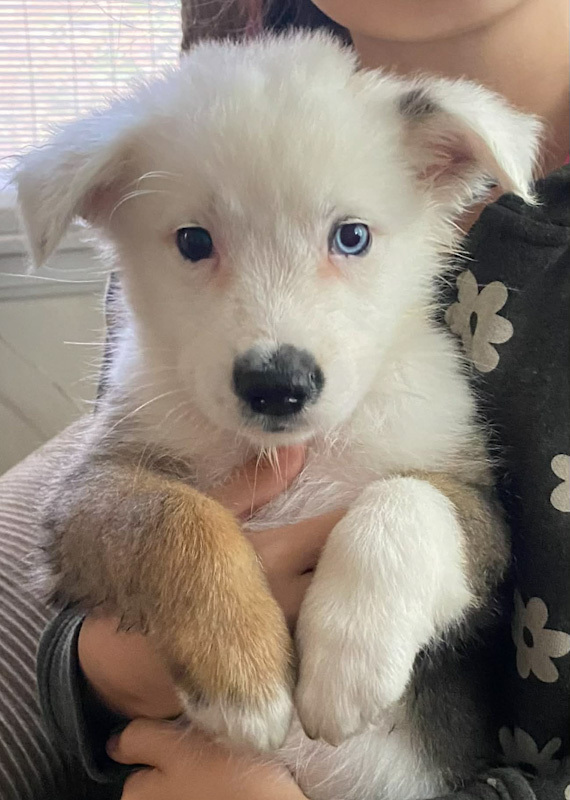 Silas - ADOPTION PENDING