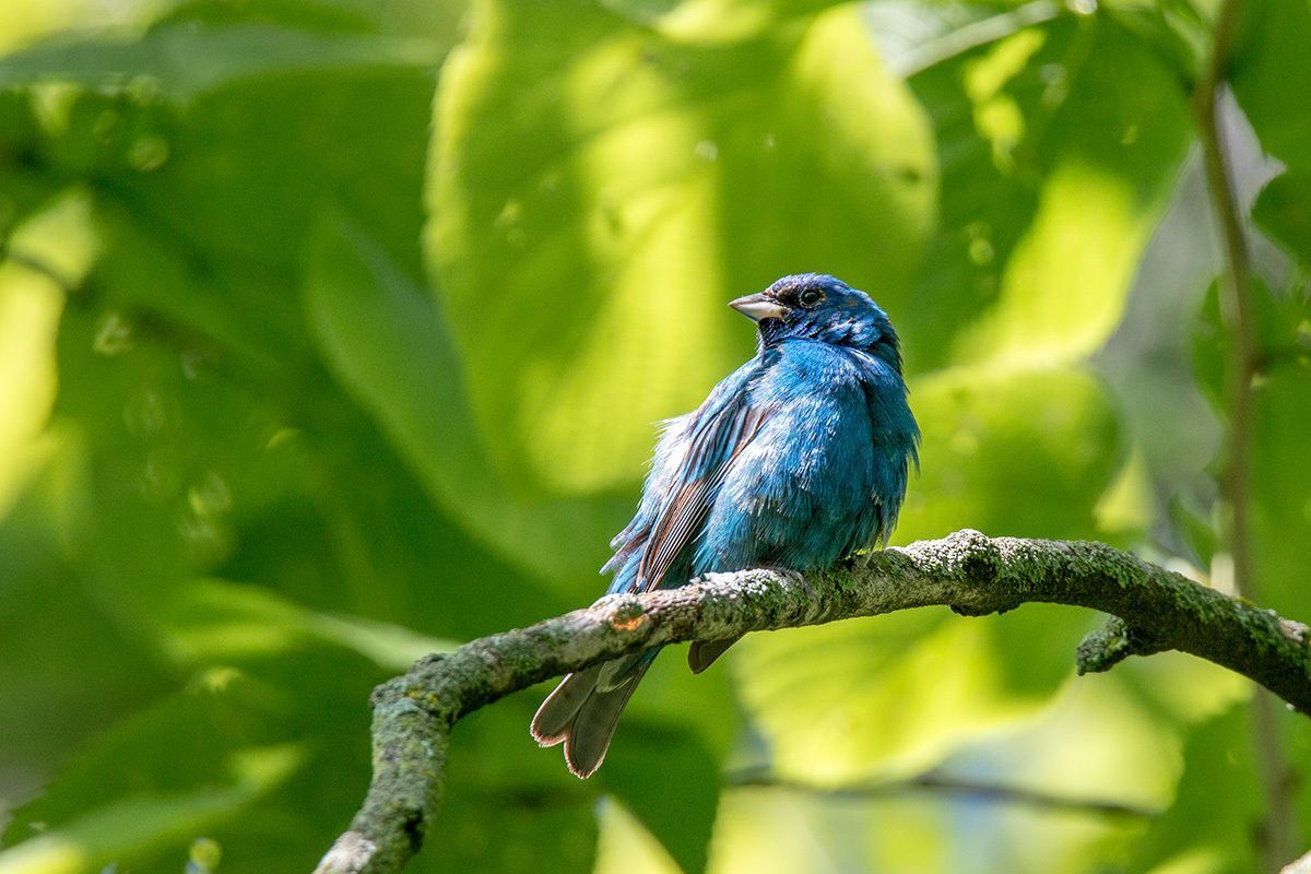 A bright blue male Indigo Bunting perched on a branch with green leaves in the background