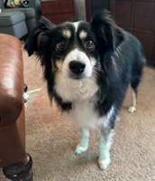 ZZ - Classified Ad - Finn CLASSIFIED, kept or rehomed
