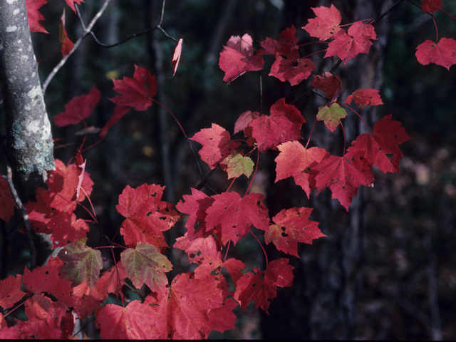 Red Maple - Pack of 5 Seedlings (12"-18")
