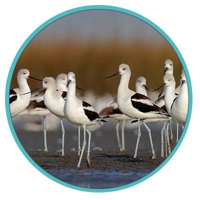 Birding and Walks
