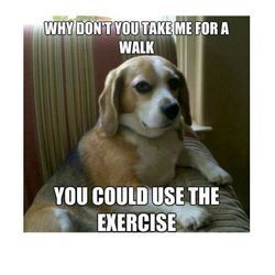 Dog Walkers