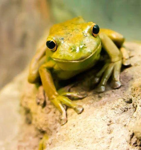 Yellowish green frog.