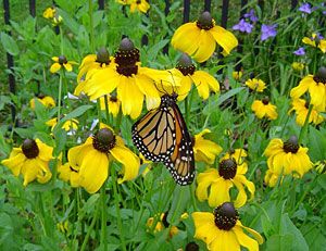 Black-eyed Susan