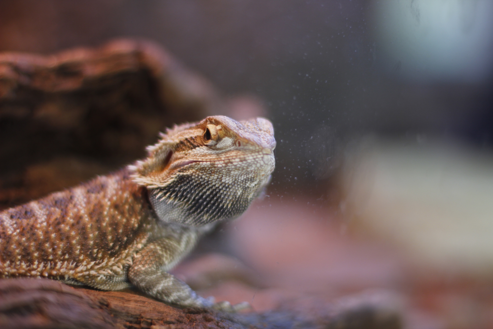 bearded-dragon