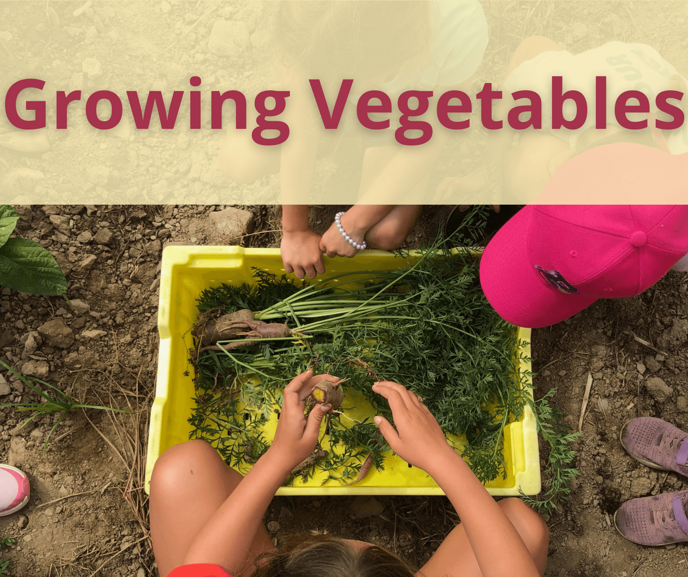 Growing Vegetables:   3 - 5
