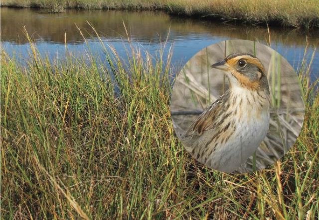 Rising Seas are Drowning the Salt Marshes