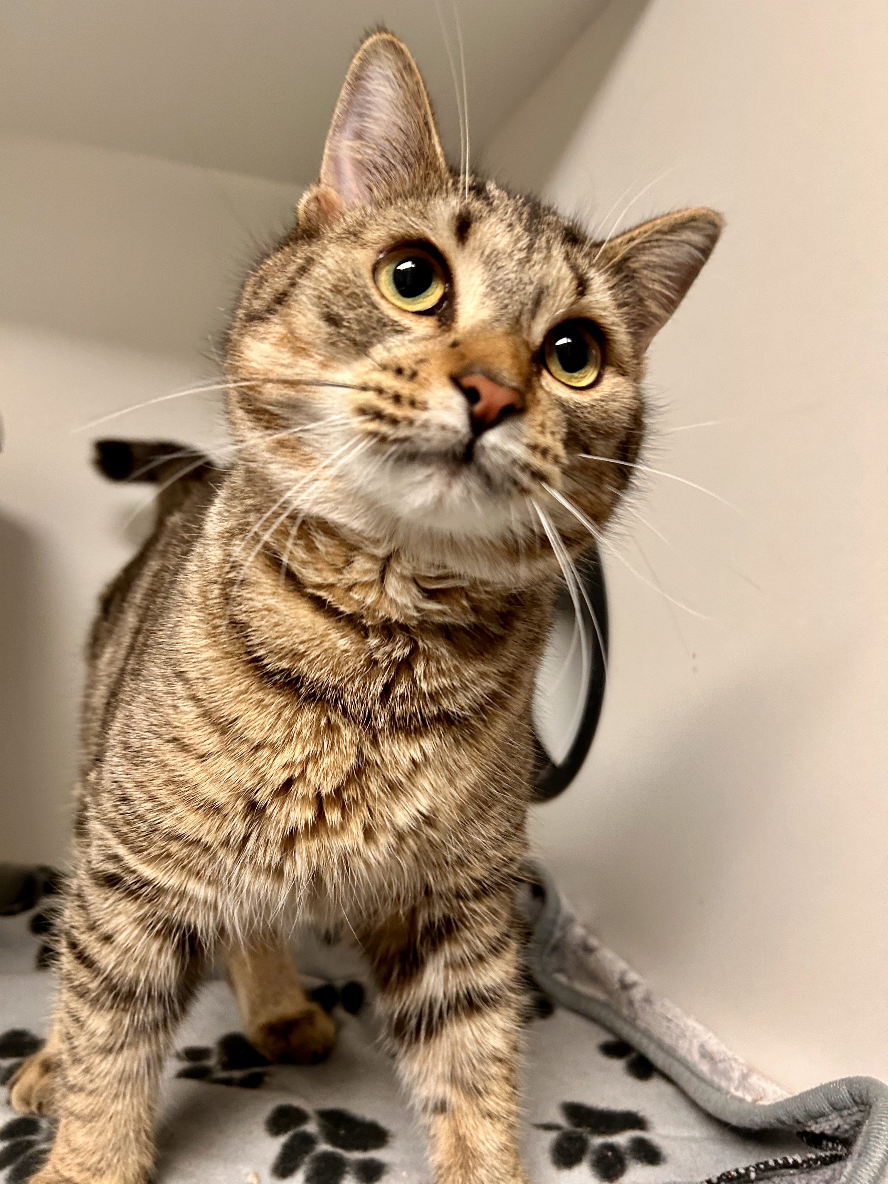 Aspen - ADOPTION PENDING