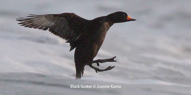 Black Scoters