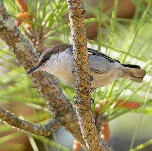 Beak of the Week: Brown-headed Nuthatch