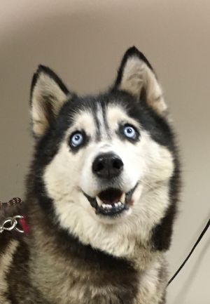 MEESHKA