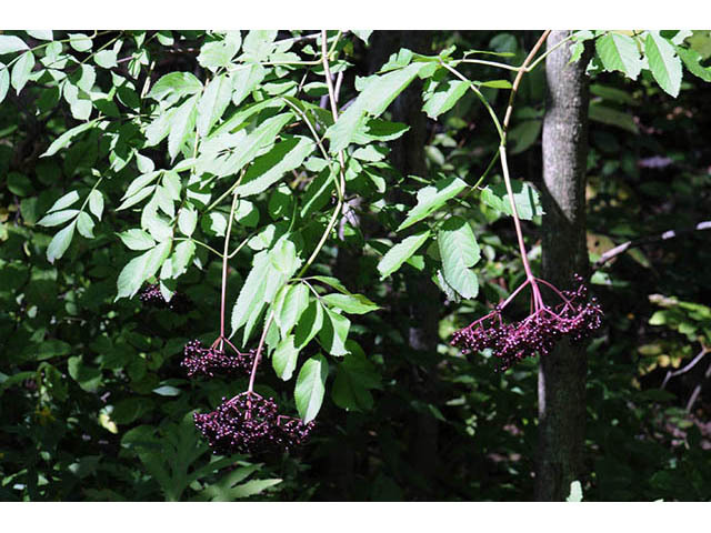 Elderberry - Pack of 5 Seedlings (12"-18")