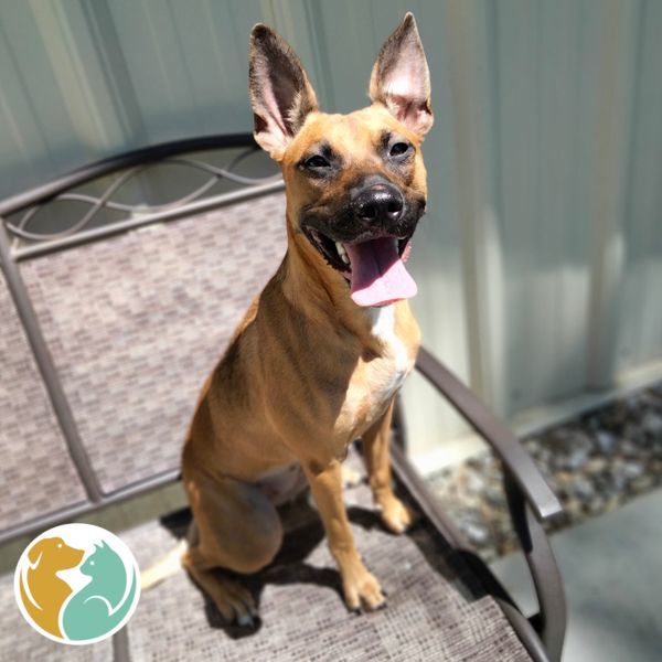 Toledo Animal Rescue Adopt Dogs & Puppies